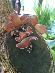 Auricularia