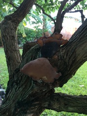 Auricularia