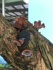 Auricularia