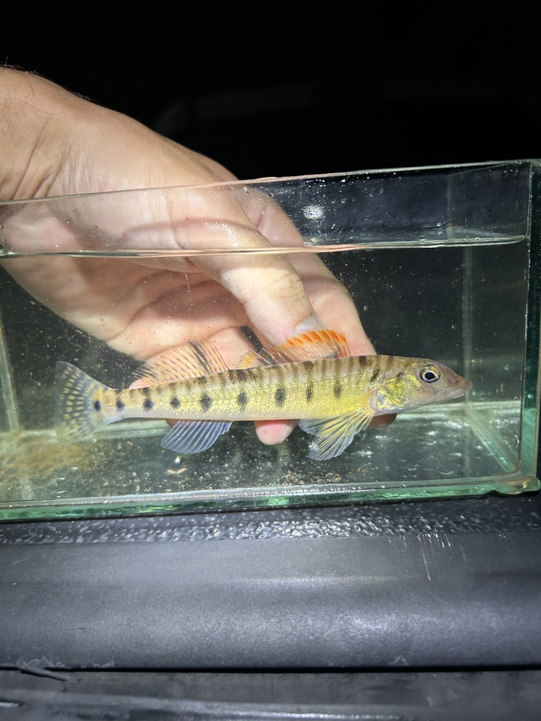 Southern Logperch