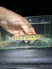 Southern Logperch photo 1