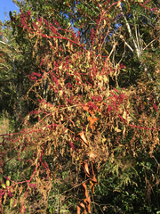 Phytolacca americana rigida