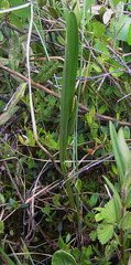 Platanthera tipuloides