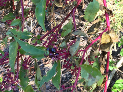 Phytolacca americana rigida