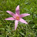 Zephyranthes pedunculosa - Photo (c) Eduardo Luis Beltrocco, some rights reserved (CC BY-NC), uploaded by Eduardo Luis Beltrocco