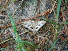 Melipotis bisinuata