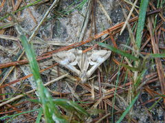 Melipotis bisinuata