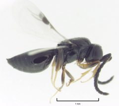 Dendrocerus