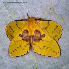 Trabala viridana