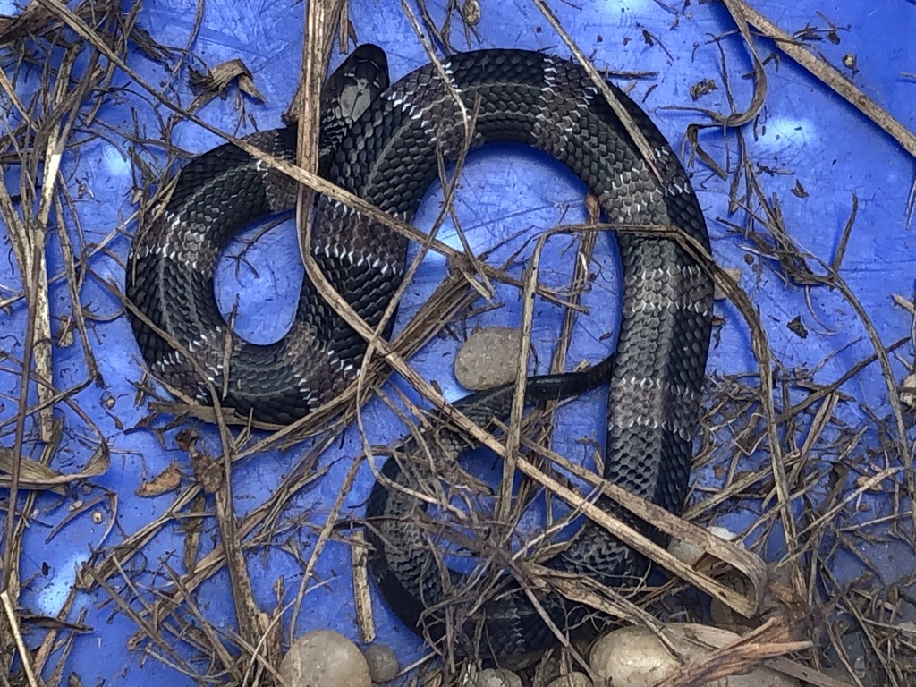 Angolan Garter Snake (Elapsoidea semiannulata)