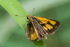 Ampittia dioscorides