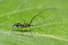 Helopeltis theivora