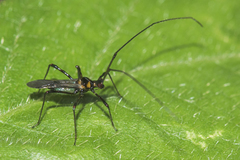 Helopeltis theivora