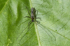 Helopeltis theivora