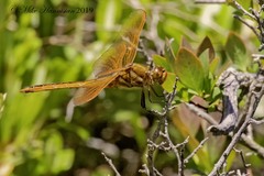 Libellula auripennis