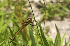 Libellula auripennis