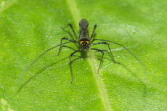 Helopeltis theivora