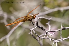 Libellula auripennis