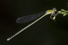 Pseudagrion microcephalum
