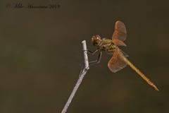 Libellula auripennis