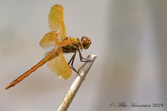 Libellula auripennis