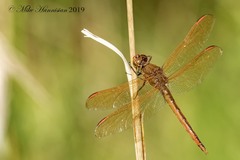 Libellula auripennis