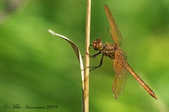 Libellula auripennis