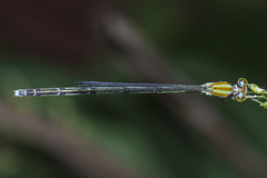 Pseudagrion microcephalum