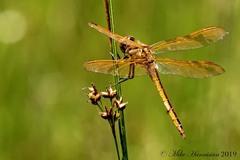 Libellula auripennis