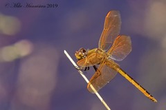 Libellula auripennis