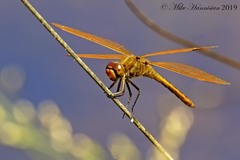 Libellula auripennis