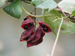 Rhynchosia acuminatifolia