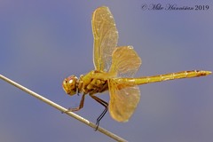 Libellula auripennis
