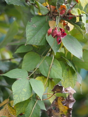Rhynchosia acuminatifolia