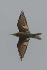 Merops philippinus