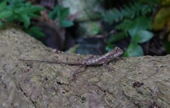 Diploderma swinhonis