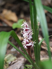 Reineckea carnea
