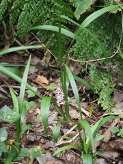 Reineckea carnea