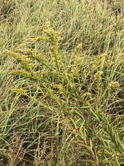 Solidago sempervirens