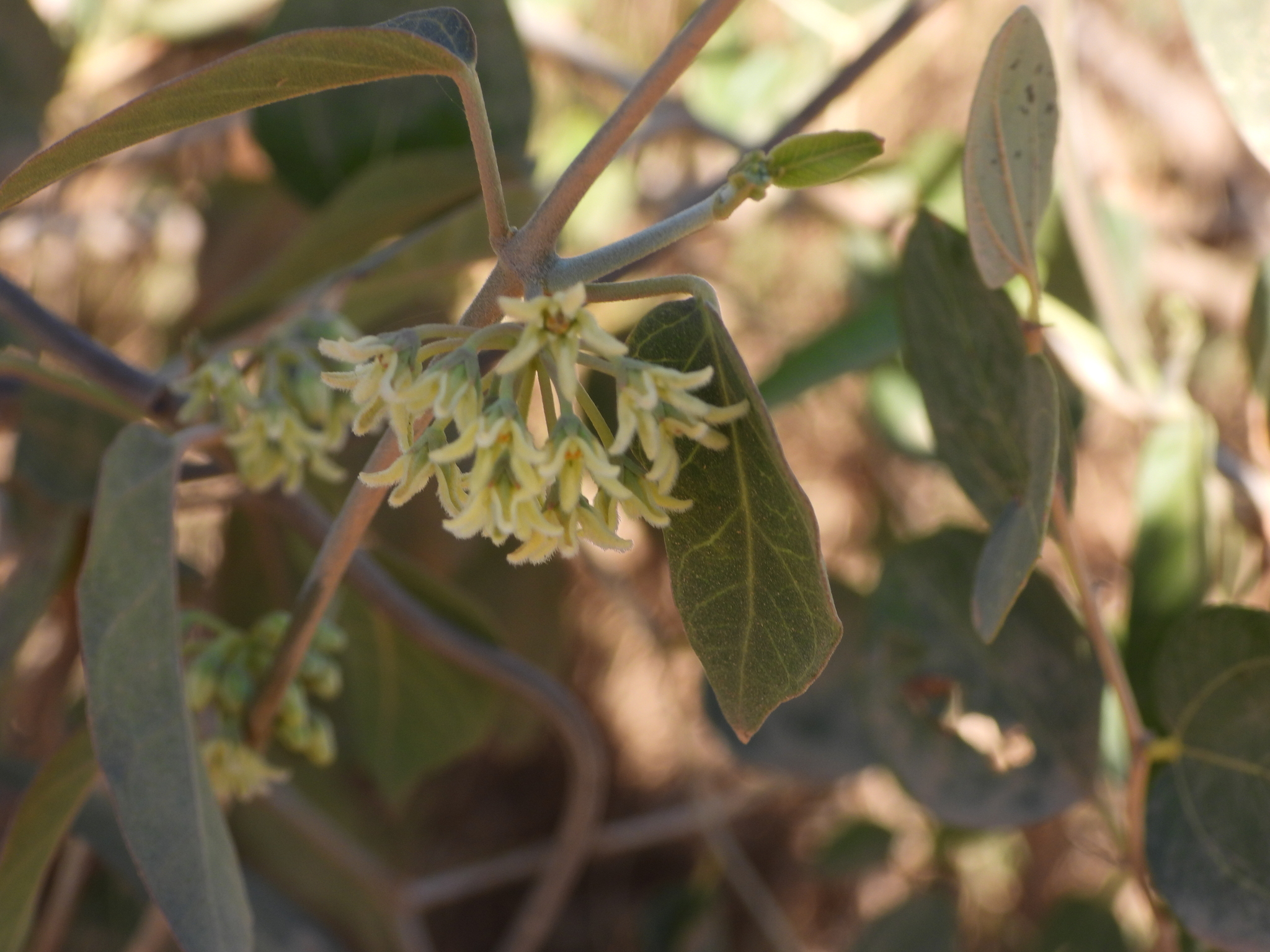 Leptadenia madagascariensis