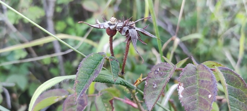 Rosa gallica