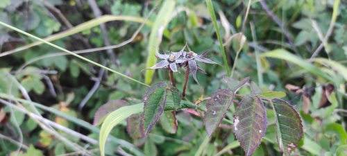 Rosa gallica