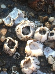 Amphibalanus eburneus