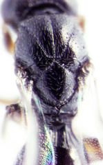 Dendrocerus