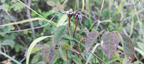 Rosa gallica