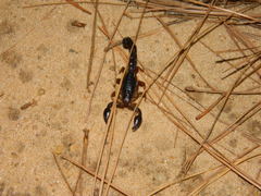 Bothriurus bonariensis