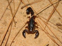 Bothriurus bonariensis