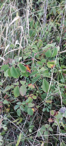 Rosa gallica