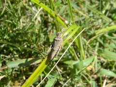 Ommexecha virens