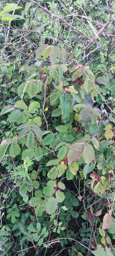 Rosa gallica